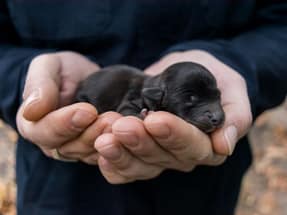 primer periodo de desarrollo del cachorro